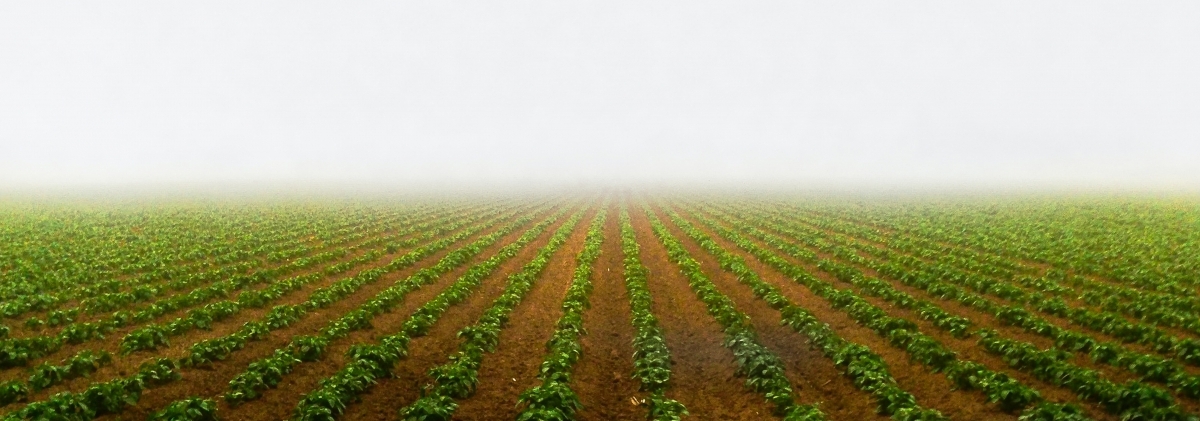 crop field